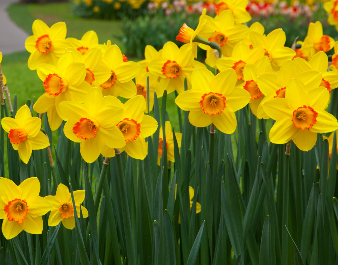 Daffodils