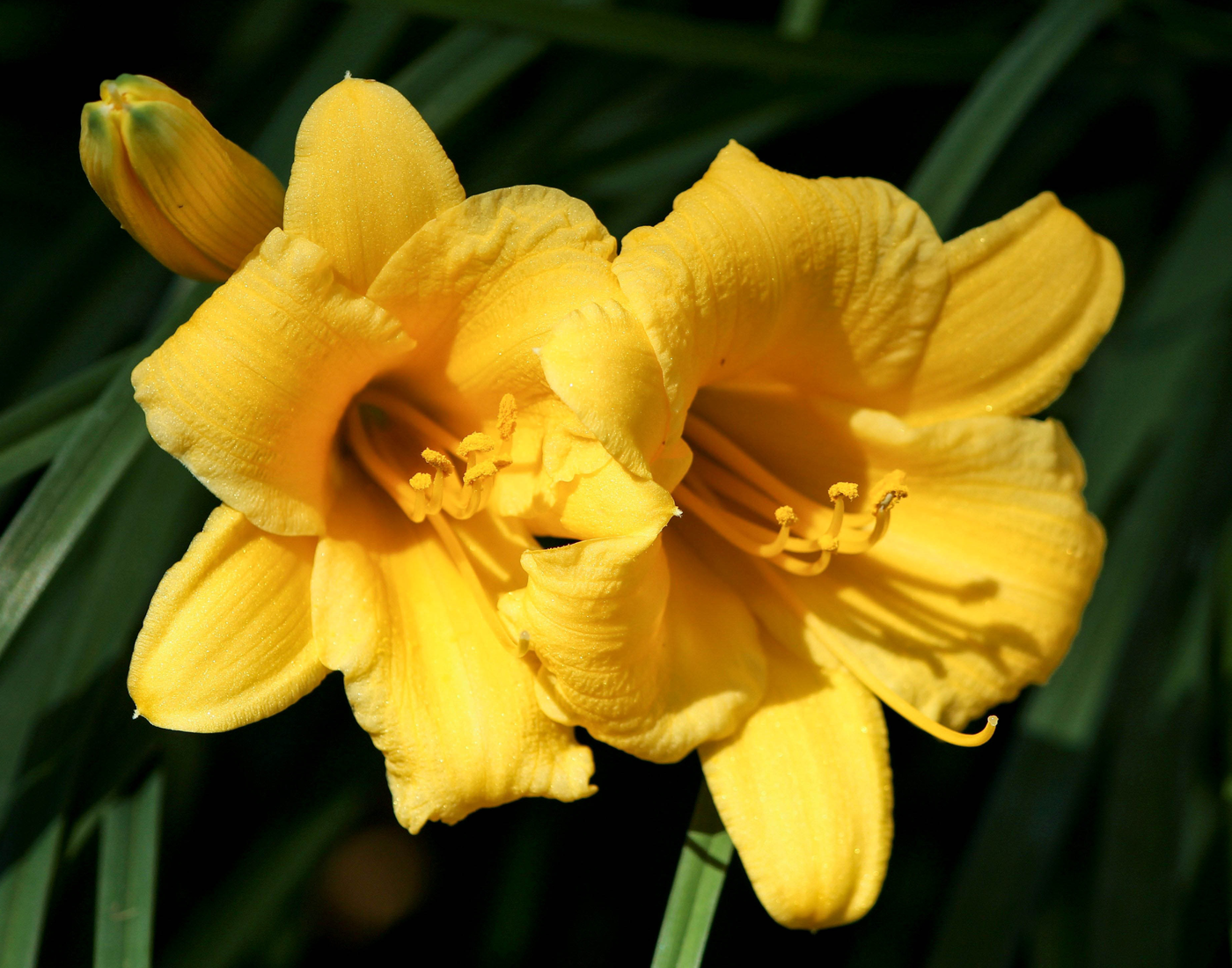 Yellow Daylily