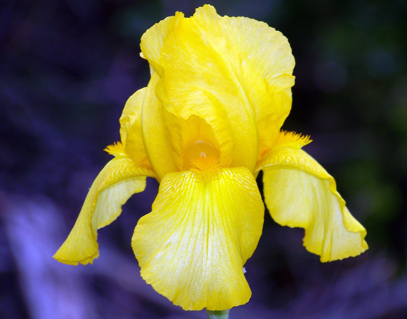 Yellow Iris