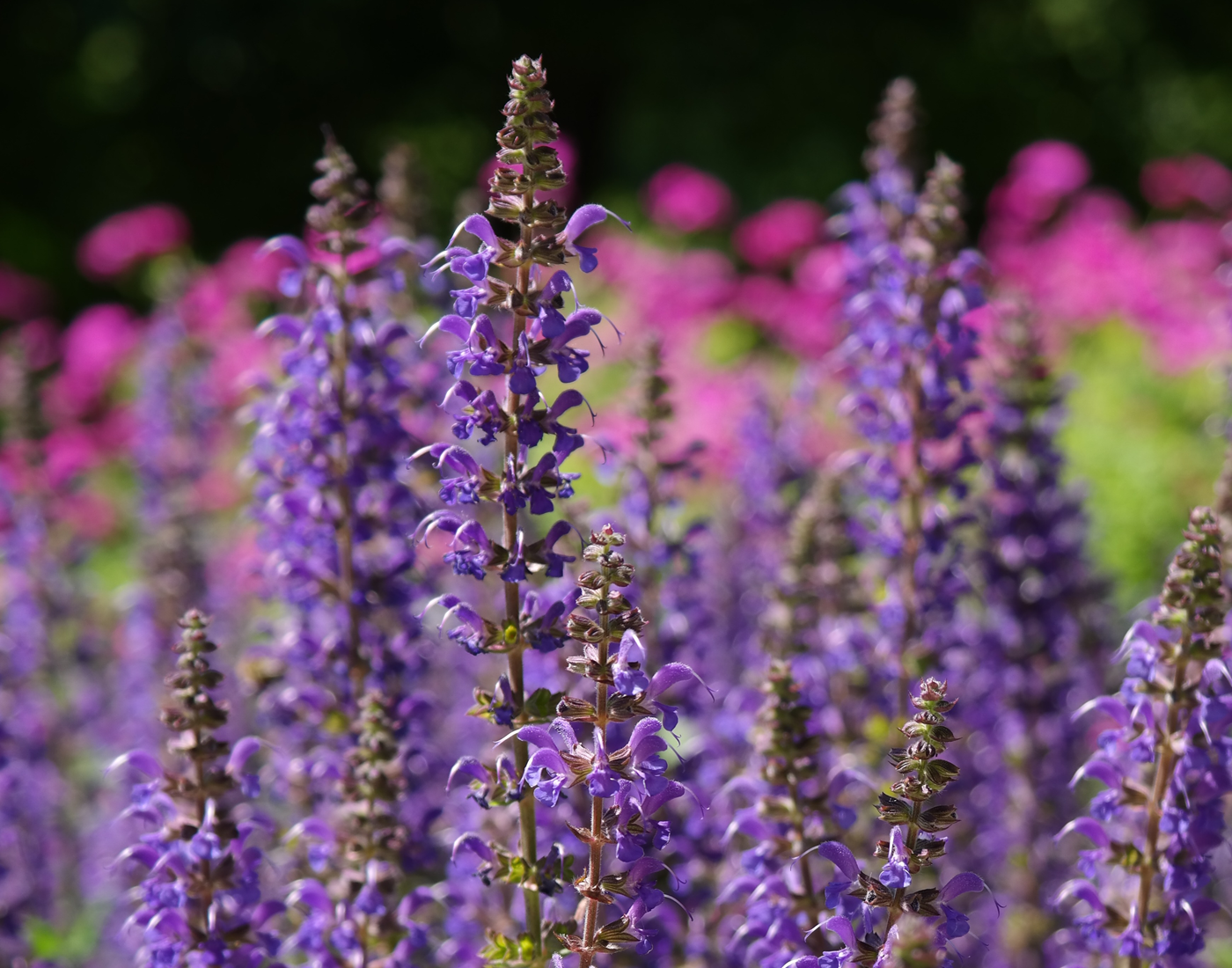 purple salvia