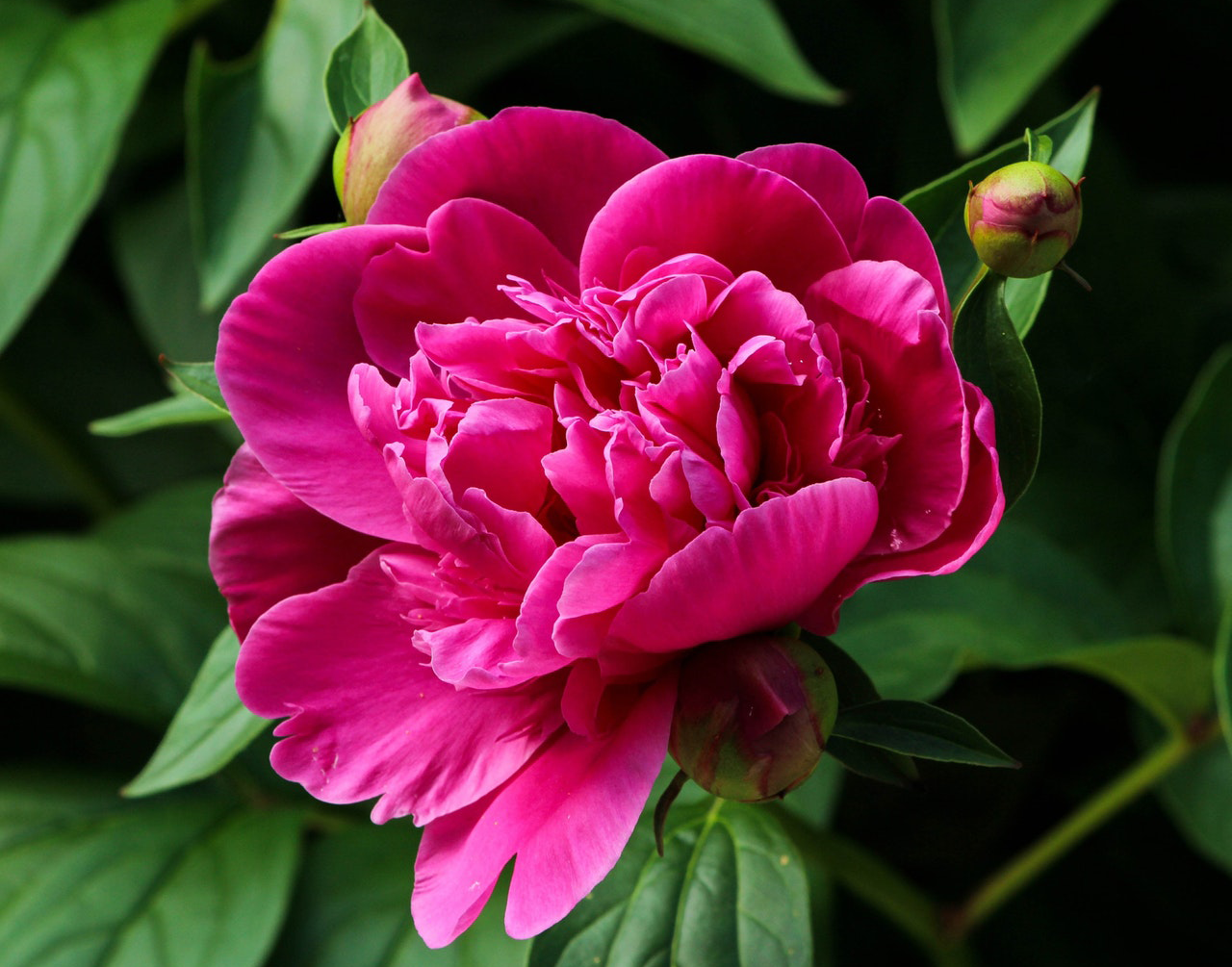 Ruffled pink peony flower