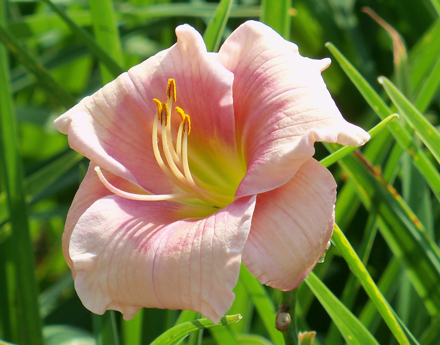 Pink Playmate Daylily