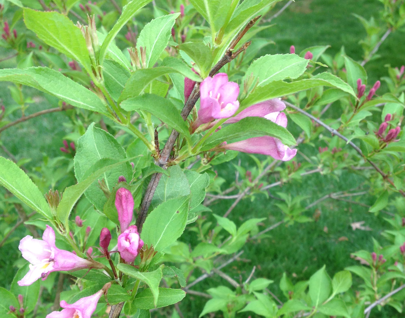 Weigela with pink trumpet-shaped flowers