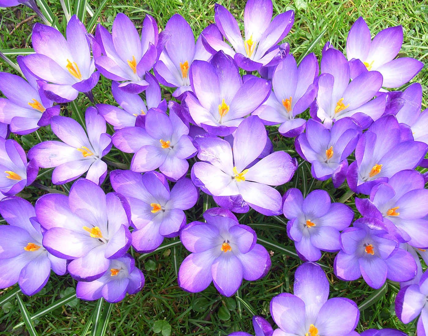 Purple crocus