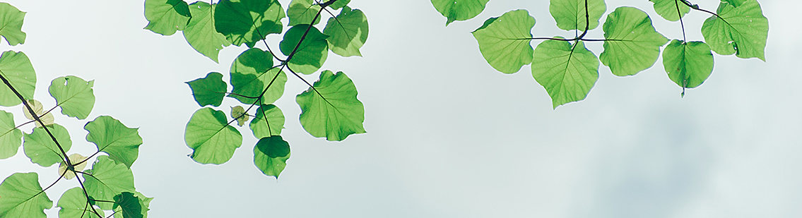 Photo of heart-shaped green leaves on tree branches and blue sky