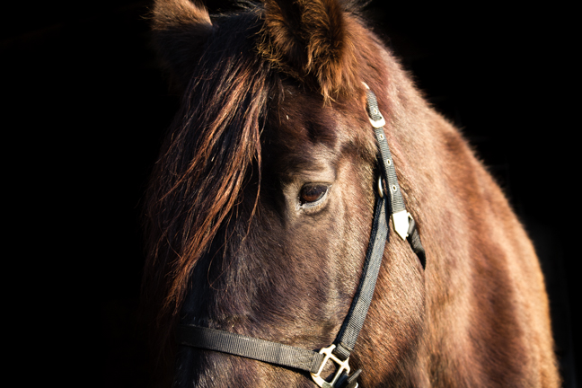 Equine Portrait Photography