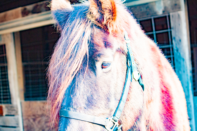 Equine Portrait Photography