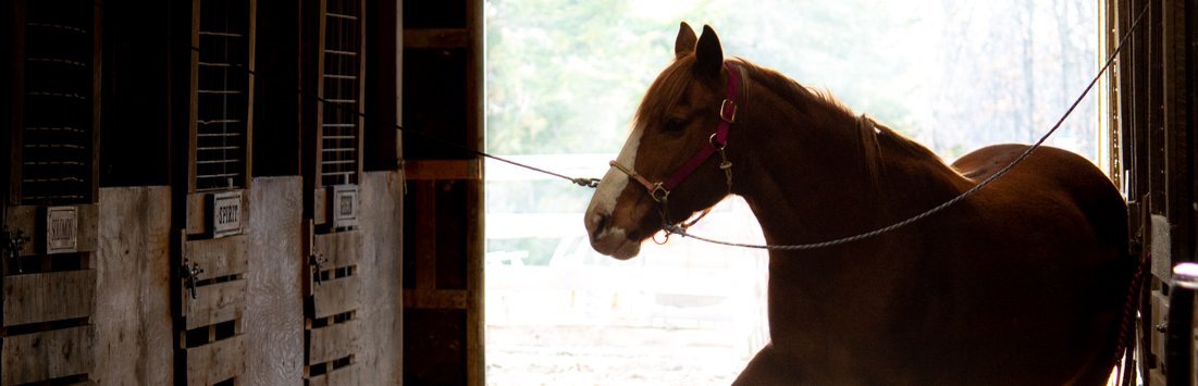 Equine Event Photography