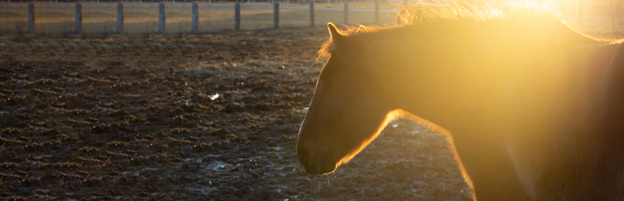 Equine Photography Mentoring