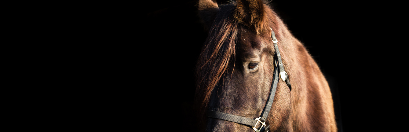 Equine Portrait Photography